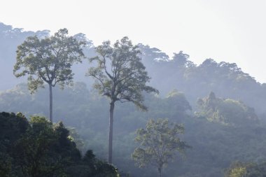 Sisli tropikal ormandaki uzun ağaç manzarası yemyeşil yeşillik ve sakin atmosfer ile sabah dağları sisli bir sis kaplayarak huzurlu doğa ortamını gösteriyor.
