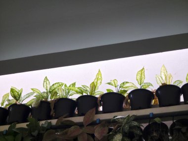 Yeşil saksı bitkisi sırası, yüksek raflarda, kapalı alandaki parlak yapay ışığın altında ev dekorasyonu için huzurlu ve doğal titreşimler göstererek sağlıklı büyüyor.