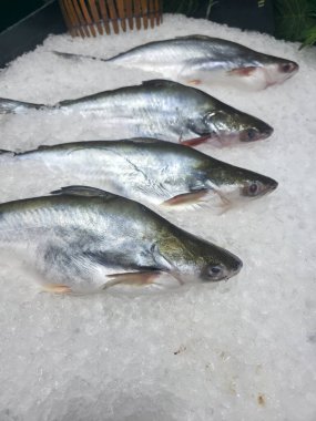Süpermarkette buz üstünde taze çiğ pangasius balığı. Doğal beslenme ve vitamin içeren lezzetli yemekler pişirmek için sağlıklı organik deniz ürünleri içeriyor.