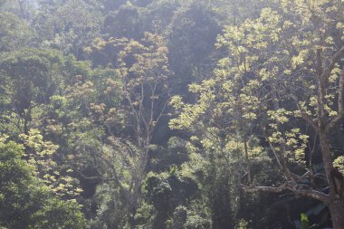 Yüksek ağaçlar ve vahşi bitkilerle yemyeşil tropikal orman manzarası. Arka plan duvar kağıdı ve çevre koruma kavramı için uygun barışçıl ve sakin doğa atmosferini gösteren bitkiler.