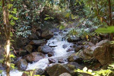 Bereketli yeşil yapraklar ve orman ağacıyla çevrili kayalık arazide akan sakin doğal dere vahşi doğa manzarası için huzur ve huzur verici bir manzara sunuyor.