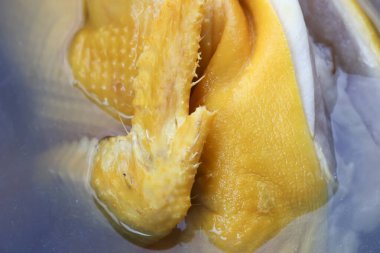 Haşlanmış taze tavuk derisini yakından görmek sarı dokuları ve pişirilmiş kümes hayvanlarını basit gıda konseptiyle pişirmek için hazırlamak.