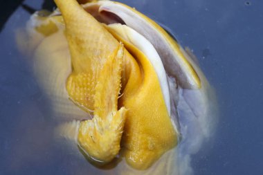 Ev mutfağında aile yemeği için sağlıklı kümes hayvanları yemeği pişirmeden önce temiz suya batırılmış taze çiğ tavuk leşi.