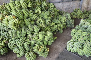 Toplanan ve meyve pazarında üst üste yığılmış taze yeşil muz demetlerinin bolluğu tarım zenginliğini ve tropikal titreşimlerle dogadan sağlıklı besinleri gösteriyor.