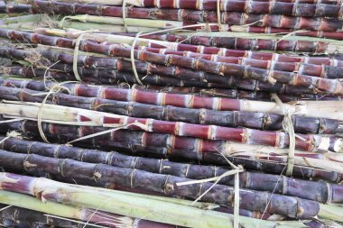 Bir grup mor şeker kamışı sapı organik tarım çiftliğinden toplanmış taze ve ham dokuyu gösteren şeker üretim fabrikası için hazır.