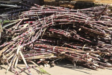 Bol miktarda tarım ve tarım endüstrisini temsil eden, güneşli tarım arazisinde şeker üretimi ve tatlı meyve suyu çıkarımı için paketler halinde toplanmış ham şeker kamışı yığınları.