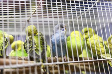Bir grup şirin, renkli papağan metal tel kafesin içinde sakince dinleniyor ve evcil kuşların esaretini gösteriyor.