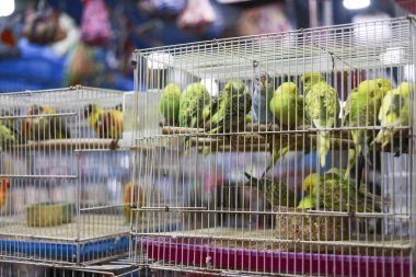 Kalabalık papağan kafesinin parlak yeşil muhabbet kuşu muhabbet kuşlarını canlı egzotik hayvan pazarında birbirlerine yakın tutarak kuş aşıklarını bekledikleri detaylı görüntüsü.