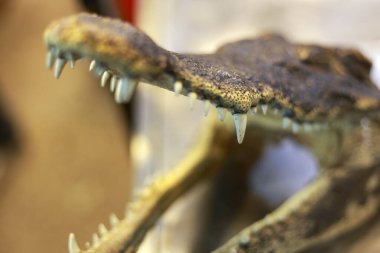 Keskin dişleri ve açık çene ile korkunç kurutulmuş timsah kafası eğitim müzesi çalışması için tahnitçilik olarak korunmuş antik sürüngen iskeletinin vahşi yırtıcı doğasını gözler önüne seriyor.