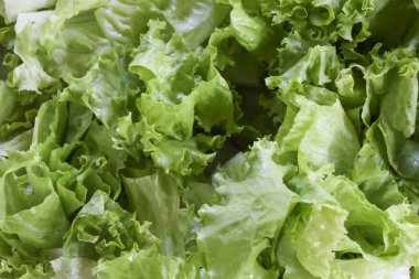 Taze organik yeşil marul yaprakları taze desenli yakın plan doğal sebze detaylarını ve vejetaryen diyet konsepti için sağlıklı salata malzemelerini gösteriyor.