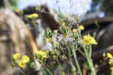 Yabani çayırlarda serinleyen sarı çiçek, organik bahçenin dinginliğini ve tazeliğini getirir. Güneşli bir bahar sabahı, çiçekli parlak bir manzara ve doğal yeşil yaprak.