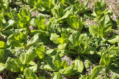 Güneşli bir günde verimli topraklarda yetişen taze organik yeşil yapraklı sebzelerin en üst görüntüsü, yerel tarım bahçesinde sağlıklı büyüme ve sürdürülebilir tarım bolluğunu betimliyor.