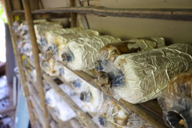 Beyaz miselyumlu organik mantar yetiştirme çiftliği kırsal ahşap rafları istifleyip geleneksel tarım kulübesini, sağlıklı gıda konseptini ve sürdürülebilir çiftçiliği hasat etmeyi bekliyor.