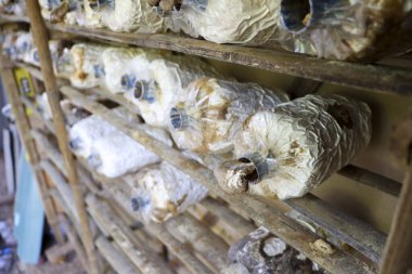 Tahta raflarda istiridye mantarı yetiştiriciliği başarılı bir şekilde büyümüş. Karanlık nemli çiftlik binasında hasat zamanını bekleyen plastik torba ile doğal tarım çiftçiliğini gösteriyor.