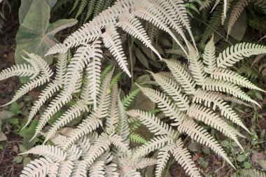 Tropikal orman ortamında yetişen beyaz eğreltiotu yaprakları doğal güzellik ve sakinlik ile organik yaprağın detaylı dokusunu gösteriyor.