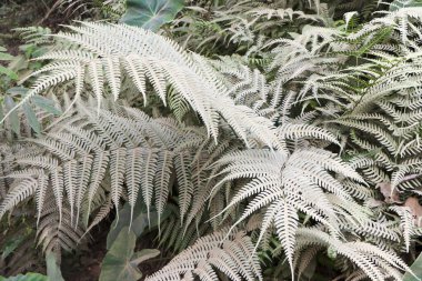 Tozlu soluk yeşil eğreltiotu yaprakları tropikal bahçede doğal güzelliği gösteriyor yumuşak organik doku botanik çevre tasarımı için uygun