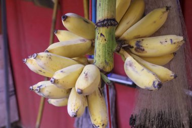 Yeşil saplı sarı muz sürüsü sağlıklı beslenme için taze tropikal meyve ve vejetaryen yakın çekimi için tatlı vitamin atıştırmalığı içeren organik besin.