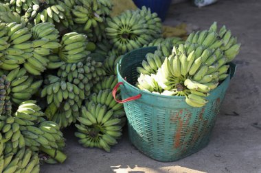 Doğal gün ışığı ve tropikal meyve mahsulünün bolluğu ve tazeliğini gösteren tarım çiftliği sepetinden toplanmış çiğ yeşil muz yığını pazar satışını bekliyor.