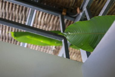 Tropik yeşil yaprak sazdan çatı altında büyüyen metal yaprağın yanında doğal titreşimler ve huzurlu atmosfer modern yapının yanında organik büyüme gösteriyor.