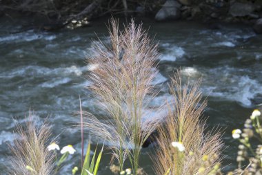 Uzun çimen çiçekleri hızlı akarsu kenarında çiçek açıyor. Sakin, doğal bir duygu. Güzel bir ortam ve akan nehrin huzurlu atmosferini gösteriyor.