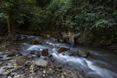Bereketli yeşil ormandaki kayaların üzerinde akan suyla birlikte huzurlu bir akarsu. Sakin doğa manzarası uzak orman ortamında huzurlu bir nehir manzarası