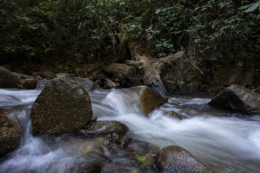 Bereketli yeşil ormandaki kayaların üzerinden akan sakin dağ deresi. Sakin su şelalesi güzel uzun pozlama efektiyle huzur verici bir hareket yaratır.