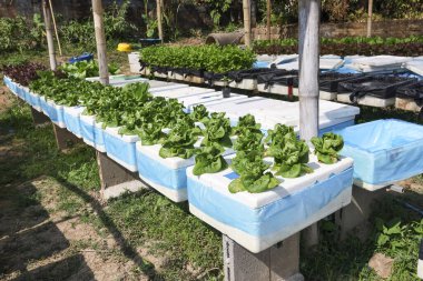 Küçük hidroponik marul çiftliği parlak güneş ışığı altında beyaz köpük kutusunda taze sebze yetiştiriyor. Barışçıl büyüme hissini aktarıyor ve açık havada sürdürülebilir tarım bahçıvanlığı yapıyor.