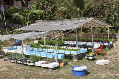 Açık havada organik hidroponik sebze bahçesi. Arka bahçelerde sürdürülebilir tarım hobisi olduğunu gösteren çatı altında taze yeşil salata marulu yetiştirme sıraları var.