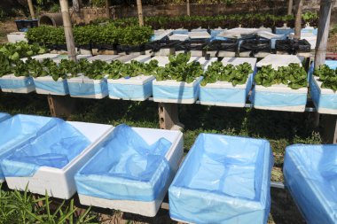 Taze yeşil organik sebze bahçesi, beyaz köpük kutusu sıraları ve sakin doğa hissi açık havada güneşli bir çiftlikte büyüyor.