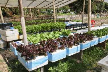 Sera çatısı altında marul ve salata yetiştiren taze organik sebze çiftliği sağlıklı gıda üretimi için sürdürülebilir tarımsal sistemi gösteriyor.