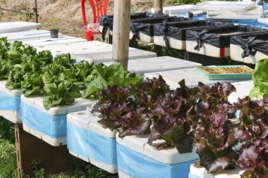 Beyaz strafor kutusunda yetişen taze organik yeşil ve kırmızı meşe marulu hidroponik sebze bahçesi sürdürülebilir tarım yaşam tarzı için huzurlu ve sağlıklı bir atmosfer sunuyor.