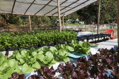 Yeşil marul ve kırmızı meşe sebzeleriyle dolu hidrofonik bahçe organik tarım güneş ışığı sürdürülebilir tarım ve sağlıklı gıda üretim yaşam tarzını yansıtıyor.