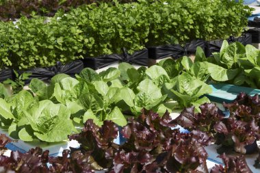 Hidroponik çiftlik bahçesinde yetişen taze organik yeşil marul ve kırmızı meşe yaprağı sebzeleri güneş ışığı altında sağlıklı beslenme ve salata malzemeleri için temiz tarım kavramını yansıtıyor.