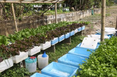 Organik hidroponik sebze bahçesi taze yeşil marul salatası ve kırmızı meşe, mavi köpük kutu çiftliğinde sağlıklı büyüme ve doğal yaprak göstergesi olarak yetişiyor.