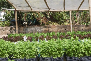 Bambu yapının altındaki kırsal hidroponik çiftlikte yetişen taze organik sebzeler. Beyaz koruyucu ağ, sakin açık hava bahçesinde bolluk ve sağlıklı büyüme gösteriyor.