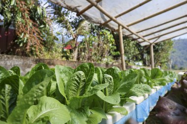 Serada yetişen taze organik marul. Huzurlu bir atmosferi var. Sağlıklı gıda üretimi için barınak çatısı altında verimli sebze hasadı var.
