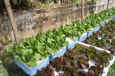 Köpük kutusunda yetişen taze organik sebze bahçesi, sağlıklı yaşam tarzını ve yeşil marul meşesi ve kırmızı mercan salatasıyla huzurlu ruh halini gösteriyor.