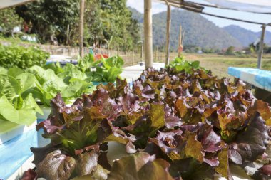 Barışçıl açık hava organik hidroponik çiftliği. Taze sebze hasadı. Güzel dağ manzarası arka planında hasat.