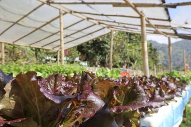 Organik sebze çiftliğinde yetişen kırmızı meşe marulu sera sistemi arka planında taze sağlıklı ve tarımsal bahçe manzaralı doğa kavramını gösteriyor.