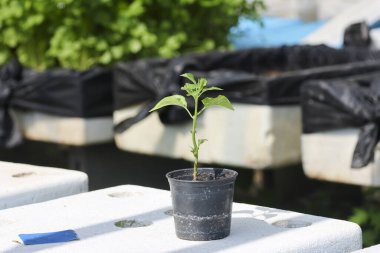 Küçük yeşil filizler siyah plastik kabın içinde büyür beyaz strafor kutunun üstünde hidrofonik bahçede sürdürülebilir tarım çiftliğinde umut ve yeni bir hayatın başlangıcını gösterir.