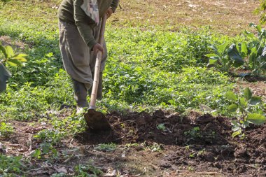 Aktif, kararlı çiftçi, yeşil kırsal sebze bahçesinde metal çapayla toprak kazıyor. Toprağı sabah vakti organik ürün ekmeye hazırlıyor. Sıkı çalışma ve kendini adamışlık gösteriyor.