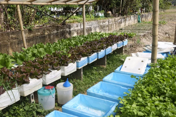 Organik hidroponik sebze bahçesi taze yeşil marul salatası ve kırmızı meşe, mavi köpük kutu çiftliğinde sağlıklı büyüme ve doğal yaprak göstergesi olarak yetişiyor.