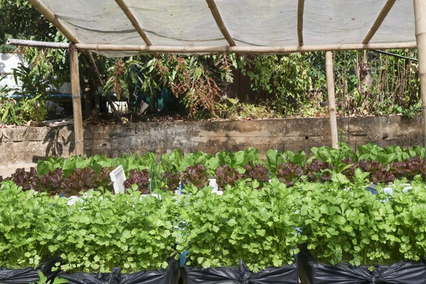 Bambu yapının altındaki kırsal hidroponik çiftlikte yetişen taze organik sebzeler. Beyaz koruyucu ağ, sakin açık hava bahçesinde bolluk ve sağlıklı büyüme gösteriyor.