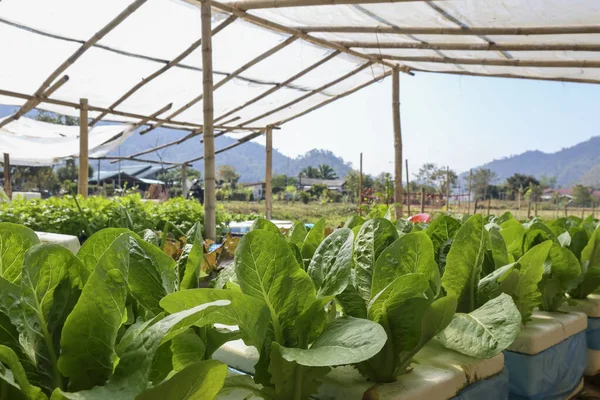 Organik hidroponik sebze çiftliği taze yeşillik yetiştiriyor çünkü seradaki marul bitkileri huzur dolu dağ manzaralı ve parlak mavi gökyüzü arka planlı.