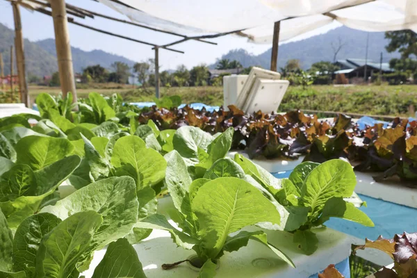 Taze organik yeşil marul yetiştiren, mutlu bereketli sebzeler ve dağ manzaralı, sağlıklı salata hasadı tarımı için beyaz gölgelik bir yapı.