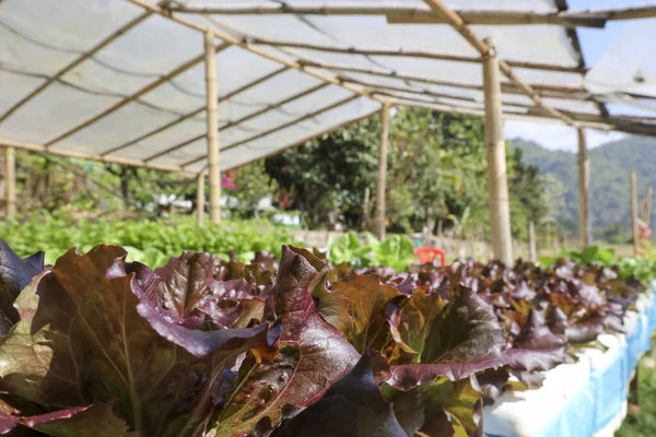 Organik sebze çiftliğinde yetişen kırmızı meşe marulu sera sistemi arka planında taze sağlıklı ve tarımsal bahçe manzaralı doğa kavramını gösteriyor.