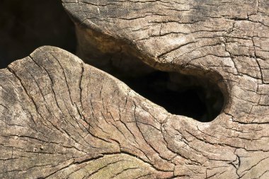 Çürümüş kahverengi ahşap desenli kaba bir arka plan. Yaşlanmış bu kereste bu kadar yakın çekim organik ve huzurlu doğal desenler gösterir.