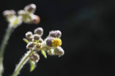 Zarif sarı kır çiçeği tomurcuğu serin makro çekimlerde çiçek açıyor. Huzurlu bahçede, arka planda küçük yaprakları olan küçük çiçek, yeni bir hayat ve umut gösteriyor.