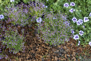 Güzel mor çiçek, dingin bahçede canlı bir zemin örtüsü var. Doğal arka plan, yaz güneşinde çakıl yatağında çiçek açan fundaları gösteriyor.