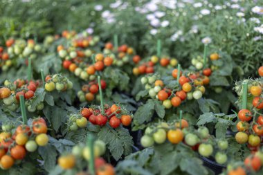 Bahçede yetişen taze organik sebzeli bol kiraz domatesi. Doğal büyüme ve renkli meyve hasadı canlı ve lezzetli bir zemin oluşturur.